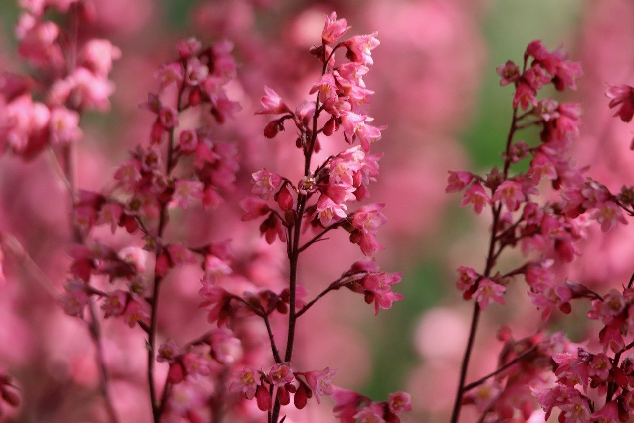 purple bells, beautiful flowers, pink flowers-8047616.jpg